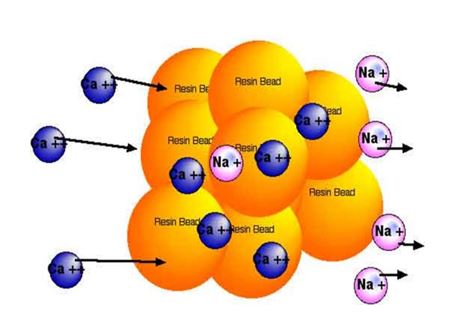 Calcium ions being exchanged for sodium ions